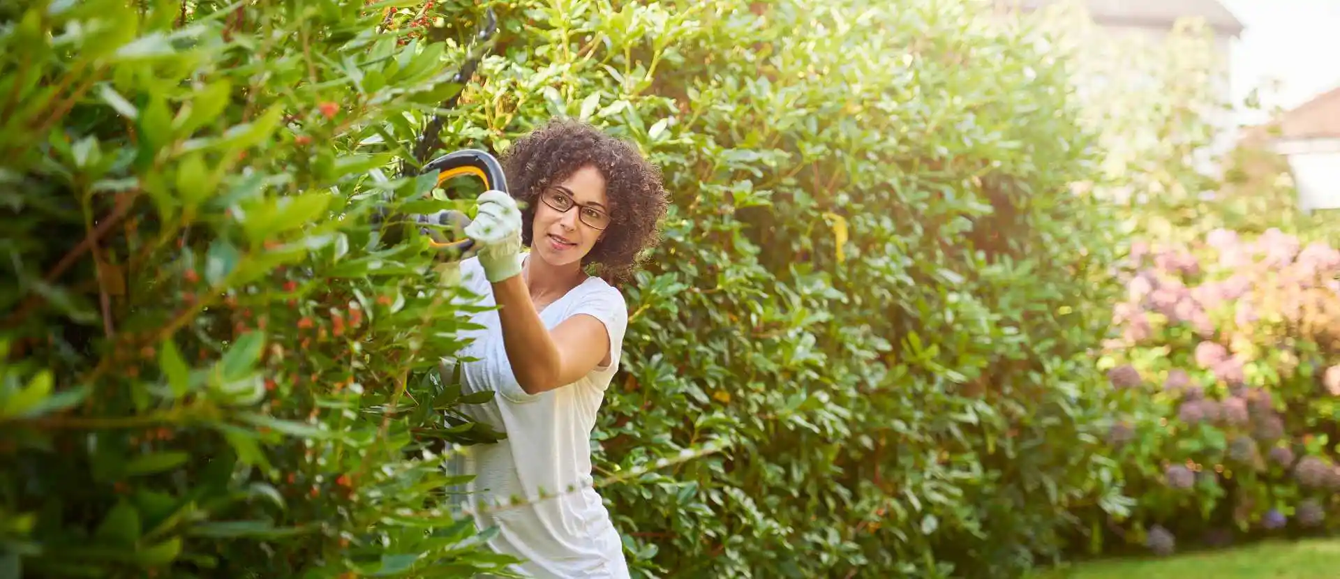 Hecke als Sichtschutz und Windschutz